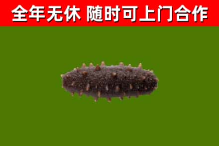 中堂镇烟酒回收干海参.jpg